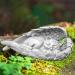 Cat Memorial Statue Angel Wings Ornament Cat Angel Statue Commemorative Stone Statue for Cat Cat Memorial Gifts Resin Pet Memorial Stone Angel Wings Figurine to Honor Cherished Pets
