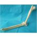 Elbow Joint Model of Dog SSkeleton Bone Model of Dog Ulna Humerus Radial Model - Buy Online on SooperMarket.com