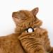 Lucybalu Premium Airtag Katzenhalsband | Tear-Resistant Nylon Cat Collar | Apple Airtag Compatible | Durable Tracker for Cats | Ideal Airtag Collar in Sand - Buy Online on SooperMarket.com