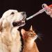 Nuanchu 2 Pieces Pet Pill Plunger Popper for Small Cats Dogs Pill Gun Dispenser Shooter Pet Piller Soft Tip Tablet Syringe Pusher Animal Medicine Feeder for Feeding Accessories (Red Green) - Buy Online on SooperMarket.com
