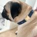 Yudote Soft Dog Collar for Large Calm Dogs | Natural Cotton Sensitive Skin Friendly | Oxford Blue L (1 Pack) - Buy Online on SooperMarket.com