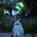 Chuckit! CH32300 Kick Fetch Max Glow Small Green - Best Interactive Dog Toy for Nighttime Play | International Shipping Available - Buy Online on SooperMarket.com