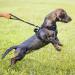 POPOT No Pull Dog Harness - Reflective Pet Vest for Training & Walking | XS Mint Blue - Buy Online on SooperMarket.com