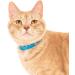 Nuvuq Soft & Light Cat Collar with Breakaway Snap Button - Blueberry Blue - Buy Online on SooperMarket.com
