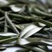 Sardis Olive Leaf Herbal Tea 50 Gram - Buy Online on SooperMarket.com