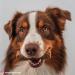 Schecker dogReform Dog Bread - Ideal Toothbrush & Hard Baked Dog Biscuits for Medium to Large Dogs - 1kg Pack | International Shipping Available - Buy Online on SooperMarket.com