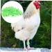 Beavorty 300 Pcs Pigeon Anklet Where Labels Pet Chicken Bands Birds Supplies Bird Drinker Ornamental Pigeon 1X1X0.8CMx3pcs Greenx3pcs - Buy Online on SooperMarket.com