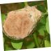 Yardwe BAST-Grasseide Gift Box for Wild Birds | Nesting Materials & Accessories | 22x12x4 cm - Buy Online on SooperMarket.com