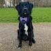 Buy printplanet Dog Scarf with Custom Name - Bow Tie Design - Size L - Stylish Pet Accessory - Buy Online on SooperMarket.com