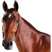 Collegiate ComFiTec Crystal Snaffle Bridle Warmblood Brown