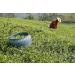 Rare Tea Company Green Whole Leaf Loose Tea 25 g - Buy Online on SooperMarket.com