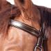 Shop WALDHAUSEN Star Bitless Bridle for Warmbloods Brown | International Shipping Available - Buy Online on SooperMarket.com