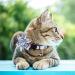 Pet Cat Safety Collar Breakaway Cat Collar with Bells Adjustable Cat Collars with Sunflower Cute and Soft Cat Collars Cat Collar Accessories for Cat and Small Animals Pets Blueflower - Buy Online on SooperMarket.com
