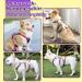 Multi-Purpose Dog Harness & Leash Set | Anti-Train Safety for Small & Medium Dogs (Yellow Size S) - Buy Online on SooperMarket.com