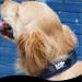 Black Rhino Comfort Collar | Super Soft Neoprene Dog Collar for All Breeds | Adjustable Reflective & Weatherproof (Large Blue/Black) - Buy Online on SooperMarket.com