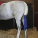 Cottage Craft Blue Tail Bag for Horses (One Size) - Buy Online on SooperMarket.com