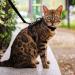 VKPETFR Cat Harness and Leash Set Escape Proof for Walking Adjustable Cute Kitten Harness Leash with Airtag Holder for Small Large Cats Lightweight Soft Walking Travel Harness (Black) - Buy Online on SooperMarket.com