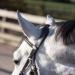 QHP Bitless Bridle Sunna - Pony Size Black | International Shipping Available - Buy Online on SooperMarket.com