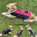 Etechydra Reversible Waterproof Dog Coat Vest with Reflective Trim, Warm Fleece Collar | Red+Black | Small - Buy Online on SooperMarket.com
