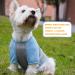 KYEESE 2 Pack Dog Shirts | Quick Dry Raglan Sleeve | Soft & Stretchy | Lightweight Dog Clothes | Reflective Label | 21 Chest | Small to Medium Dogs | Blue & Grey | 2 Pack - Buy Online on SooperMarket.com