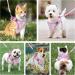 Buy BriFit Cat Dishes & Adjustable Harness - Reflective Stripes Pink XXS for Kittens & Small Dogs (4.41-61 lbs) - International Shipping Available - Buy Online on SooperMarket.com