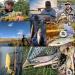 Maximcatch Ultra-Lite Fly Rod for Panfish & Trout - 6' to 7'6 | 1/2/3 WT | 4-Piece Combo for Ultimate Fishing Experience - Buy Online on SooperMarket.com