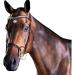 Collegiate ComFiTec Patent Snaffle Bridle - Brown Cob | Premium Quality Equestrian Gear for International Shipping - Buy Online on SooperMarket.com
