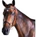 Collegiate ComFiTec Patent Snaffle Bridle Brown Cob