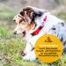 Hey Pets Puppy Sticks - Natural Grain-Free Chewing Bones for Small Dogs & Puppies | 100% Premium Cattle | 500g Dental Care Treats | International Shipping - Buy Online on SooperMarket.com