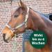 Equisept Fly & Brake Medallion 2 Pack | Innovative Insect Defense for Horses | Easy to Attach to Halter or Bridle | Doping-Free & Lasts Up to 4 Weeks - Buy Online on SooperMarket.com