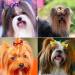 Symphonyw Dog Hair Bows 28 Pcs Daisy Flower Dog Hair Bows with Elastic Rubber Bands Pet Dog Grooming Hair Bands Hair Accessories for Long Hair Puppy Kitten Dogs Cats Random Color Multi-colored B - Buy Online on SooperMarket.com