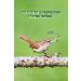 Blumixx Mealworms for Wild Birds & Small Animals - 800g Nutritious Dried Feed | Ideal Winter Bird Food & Pet Supplement - Buy Online on SooperMarket.com