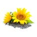 Mynatura Organic Sunflower Kernel Oil - Cold-Pressed Vegan Cooking Oil (500ml) for Baking & Raw Food - Buy Online on SooperMarket.com