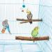 4 Pack Natural Wood Bird Perch for Bird Cages - Parrot Stand Platform Exercise Toys - Cage Accessories for Budgies, Cockatiel, Conure, Parakeet - Paw Grinding Stick Perch Stand - Buy Online on SooperMarket.com