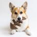 Benebone Fishbone Dog Chew Toy | Made in USA | Brown Medium Toy for Aggressive Chewers - Buy Online on SooperMarket.com