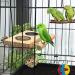Tfwadmx Bird Food Stainless Steel Cups Wooden Perch Stand - Hanging Feeder Bowls for Parakeets, Conures, Cockatiels, Budgie Parrot - Feeding & Watering Supplies - Buy Online on SooperMarket.com