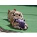 Glenndarcy Dog Diapers Without Tail Hole for French Bulldogs | Medium Unicorn Long Pants - Comfortable & Stylish - Buy Online on SooperMarket.com