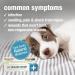 HomeoPet HP Healing Cream 14g - Natural Support for Pet Wound Healing - Buy Online on SooperMarket.com