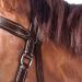 Shop WALDHAUSEN Star Bitless Bridle for Warmbloods Brown | International Shipping Available - Buy Online on SooperMarket.com