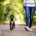 Stretch Comfort Leash - Light Tan | Premium Dog Leash for Ultimate Comfort | International Shipping Available - Buy Online on SooperMarket.com