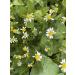 FLORA Organic Calendula & Chamomile Infused Sweet Almond Oil - 100% Pure Moisturizer for Dry Skin | Made in Canada | 1.7fl oz - Buy Online on SooperMarket.com