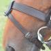 Shires Velociti GARA Flash Attachment Havana - Buy Online on SooperMarket.com
