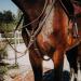 Buy SUNRIDE Windsor Leather Breastplate with Martingale for Horses - Adjustable & Elastic - Cob Brown - International Shipping Available - Buy Online on SooperMarket.com