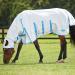 Weatherbeeta Sweet Itch Shield Combo Neck Fly Rug 6ft9 | International Shipping | Premium UV Protection for Horses - Buy Online on SooperMarket.com