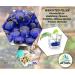 Arsuk Glassenic Deko Blue - Flat Stones for Decoration 0.955 kg - Perfect for Party Tables Vases Aquariums & Weddings - Buy Online on SooperMarket.com