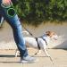 Moyouno 8m Retractable Dog Leash - Automatic High-End Leash for Small Medium & Large Dogs up to 50kg - Durable Green Pet Lead - Buy Online on SooperMarket.com