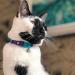 Kittyrama Cat & Kitten Neck Bands - Vogue Featured Vet Approved Hypoallergenic & Comfortable - Shop Now! - Buy Online on SooperMarket.com