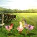 3 Pcs Adjustable Reflective Hen Vest Set - Chicken Harness & Saddle Aprons for Feather Protection - Ideal for Duck, Goose, Poultry, Dog - Pink - Buy Online on SooperMarket.com