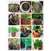 2LBS Brown Leca Clay Pebbles for Plants & Orchids | Hydroponic Grow Media & Horticultural Drainage - Buy Online on SooperMarket.com
