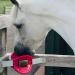 Bizzy Ball Horse Toy Black | Bizzy Lick Holder Reduce Boredom in Horses | Innovative Design | Peppermint Essential Oil included | 847g - Buy Online on SooperMarket.com
